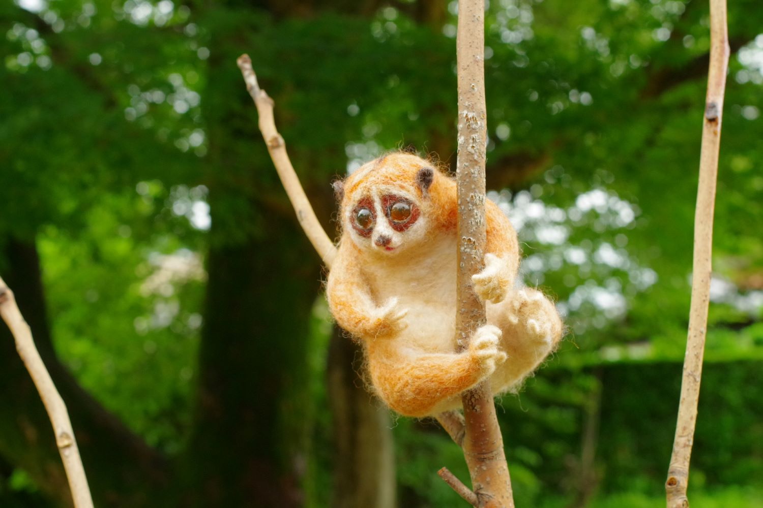 �����X���[�����X .jpg